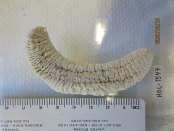 Media type: image;   Invertebrate Zoology HOL-1547 Description: Preserved specimen.;